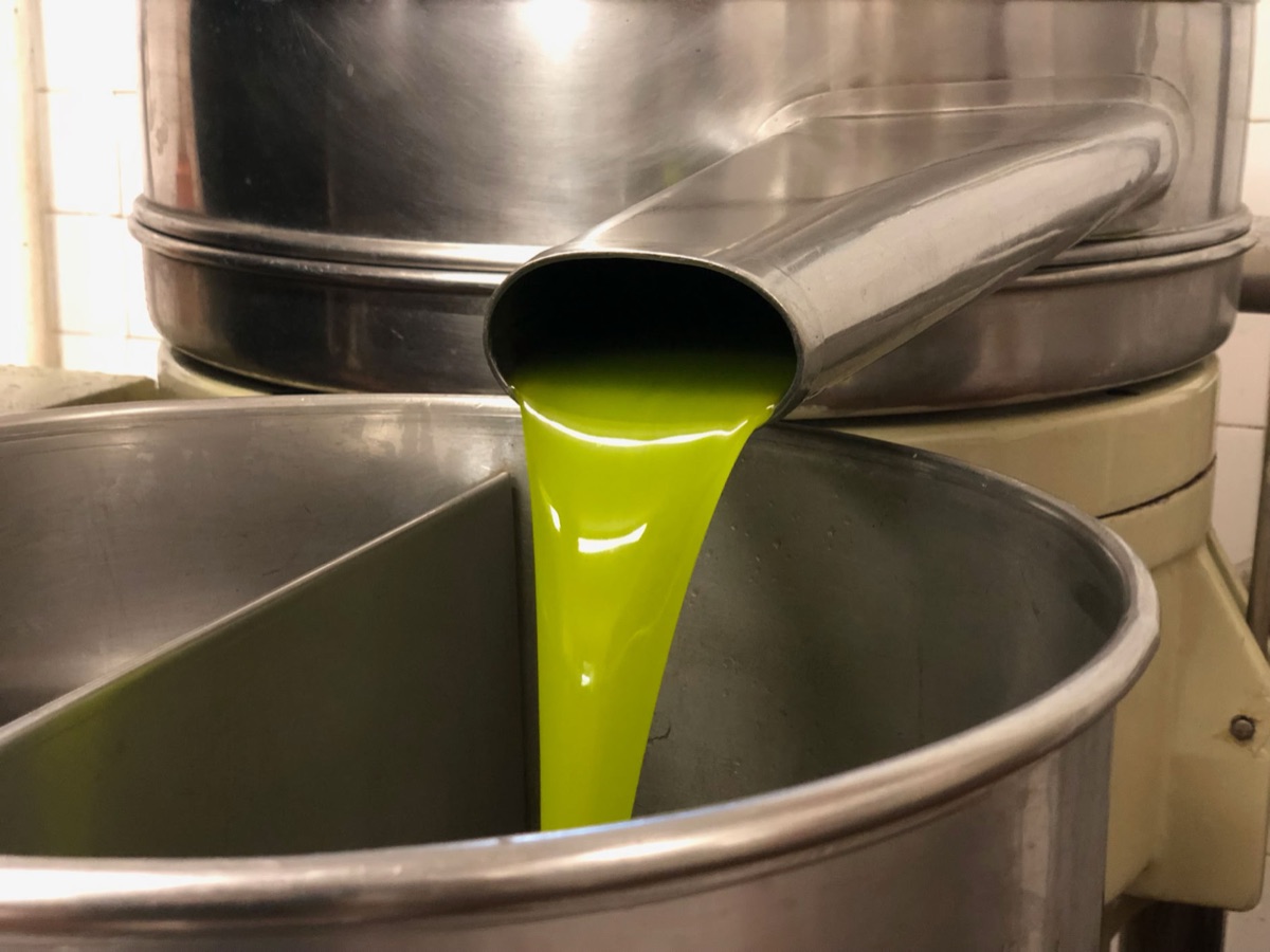 L'oliva taggiasca e l'olio